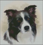 (image for) Border Collie